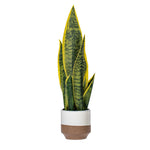 Load image into Gallery viewer, 20.5" -- Green Snake Plant in Brown Ceramic Pot with White Glaze -- Artificial Flower