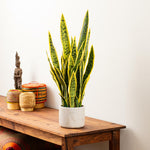 Load image into Gallery viewer, 28" -- Green Snake Plant (with yellow edges) in Gray Cement Pot -- Artificial Flower