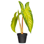 Load image into Gallery viewer, 17" -- Alocasia Frydek Potted Plant -- Artificial Flower