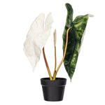 Load image into Gallery viewer, 26" -- Alocasia Sanderiana Potted Plant -- Artificial Flower