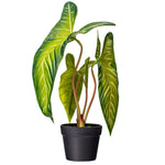 Load image into Gallery viewer, 22" -- Alocasia Longiloba Potted Plant -- Artificial Flower