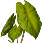 Load image into Gallery viewer, 18" -- Alocasia Acuminata Potted Plant -- Artificial Flower