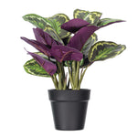 Load image into Gallery viewer, 16" -- Calathea Veitchiana in Black Pot -- Artificial Flower