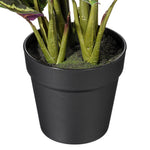 Load image into Gallery viewer, 16" -- Calathea Veitchiana in Black Pot -- Artificial Flower