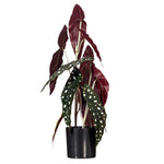 Load image into Gallery viewer, 18" -- Begonia Maculata in Black Planter's Pot -- Artificial Flower