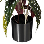 Load image into Gallery viewer, 18" -- Begonia Maculata in Black Planter's Pot -- Artificial Flower