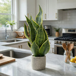 Load image into Gallery viewer, 18" -- Light Green Snake Plant in Gray Speckled Cement Pot -- Artificial Flower