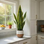 Load image into Gallery viewer, 20.5" -- Green Snake Plant in Brown Ceramic Pot with White Glaze -- Artificial Flower