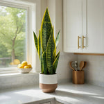 Load image into Gallery viewer, 20.5" -- Green Snake Plant in Brown Ceramic Pot with White Glaze -- Artificial Flower
