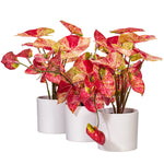 Load image into Gallery viewer, 16" -- Red Variegated Leaves in Pot -- Artificial Flower
