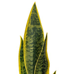 Load image into Gallery viewer, 20.5" -- Green Snake Plant in Brown Ceramic Pot with White Glaze -- Artificial Flower
