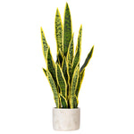 Load image into Gallery viewer, 28" -- Green Snake Plant (with yellow edges) in Gray Cement Pot -- Artificial Flower
