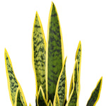 Load image into Gallery viewer, 28" -- Green Snake Plant (with yellow edges) in Gray Cement Pot -- Artificial Flower
