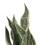 Load image into Gallery viewer, 18" -- Light Green Snake Plant in Gray Speckled Cement Pot -- Artificial Flower
