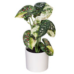 Load image into Gallery viewer, 11.5" -- Green Variegated Leaves in Pot (4 Pieces per Bag) -- Artificial Flower
