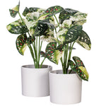 Load image into Gallery viewer, 11.5" -- Green Variegated Leaves in Pot (4 Pieces per Bag) -- Artificial Flower
