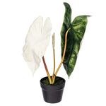 Load image into Gallery viewer, 26" -- Alocasia Sanderiana Potted Plant -- Artificial Flower
