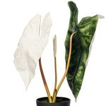 Load image into Gallery viewer, 26" -- Alocasia Sanderiana Potted Plant -- Artificial Flower
