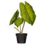 Load image into Gallery viewer, 18" -- Alocasia Acuminata Potted Plant -- Artificial Flower
