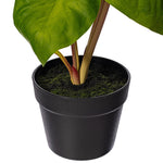 Load image into Gallery viewer, 18" -- Alocasia Acuminata Potted Plant -- Artificial Flower
