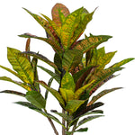 Load image into Gallery viewer, Artificial Croton Potted Tree - Vibrant Tropical Faux Plant -- Various Sizes
