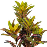 Load image into Gallery viewer, Artificial Croton Potted Tree - Vibrant Tropical Faux Plant -- Various Sizes
