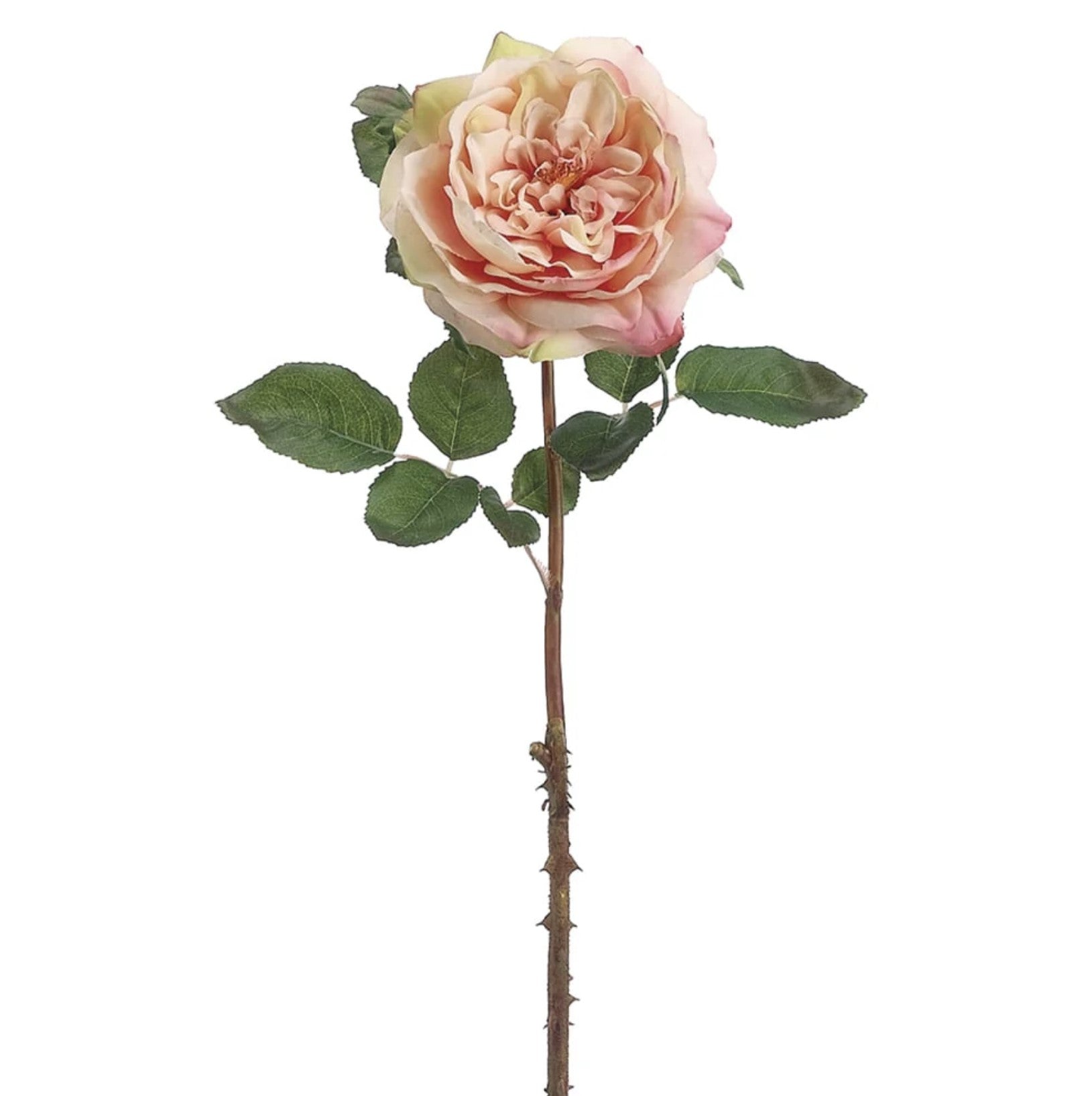 20 in --- Peach / Cream Color --- Handwrapped Silk English Rose Flower Spray -- Artificial Flower