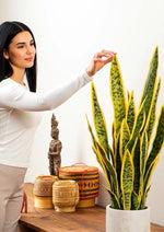 Load image into Gallery viewer, 28" -- Green Snake Plant (with yellow edges) in Gray Cement Pot -- Artificial Flower
