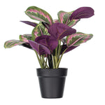 Load image into Gallery viewer, 16" -- Calathea Roseopicta in Black Pot -- Artificial Flower
