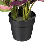 Load image into Gallery viewer, 16" -- Calathea Roseopicta in Black Pot -- Artificial Flower
