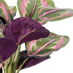 Load image into Gallery viewer, 16" -- Calathea Roseopicta in Black Pot -- Artificial Flower
