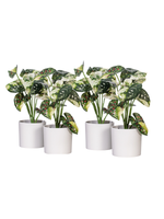 Load image into Gallery viewer, 11.5" -- Green Variegated Leaves in Pot (4 Pieces per Bag) -- Artificial Flower
