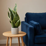 Load image into Gallery viewer, 18" -- Light Green Snake Plant in Gray Speckled Cement Pot -- Artificial Flower
