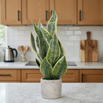 Load image into Gallery viewer, 18" -- Light Green Snake Plant in Gray Speckled Cement Pot -- Artificial Flower
