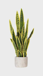 Load and play video in Gallery viewer, 28" -- Green Snake Plant (with yellow edges) in Gray Cement Pot -- Artificial Flower
